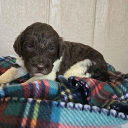 Light pink collar - female Newfypoo puppy in Mckenzie, Tennessee from Small Town Doodles & Poodles