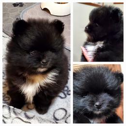 Tuxedo Jack - Black male Pomeranian puppy in Forsyth, Illinois from Brenda's Pomeranians - Amazing Grace Pomeranians