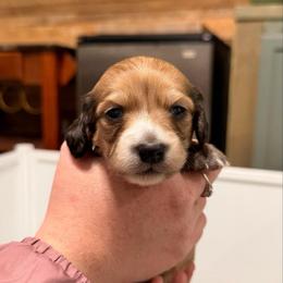 Girl 3 - Red female Dachshund puppy in Lake City, Florida from Darling and Adored Kennels