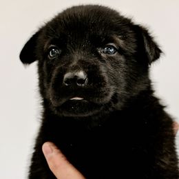 Belgian Malinois, Dutch Shepherds, and xDutch Shepherds from Raw Nature K9