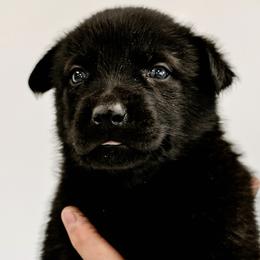 Belgian Malinois, Dutch Shepherds, and xDutch Shepherds from Raw Nature K9
