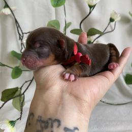 Kleya - Chocolate and tan female Yorkshire Terrier puppy in Stockton, California from Lala & Co.