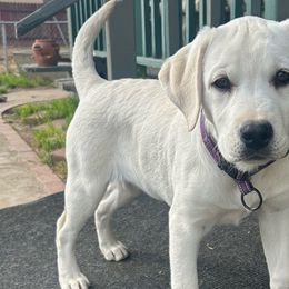 Venus older starter puppy Girl - Yellow Labrador Retriever puppy in Live Oak, California from Blanco Labradors