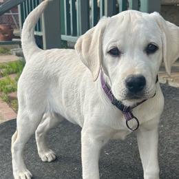 Venus older starter puppy Girl - Yellow Labrador Retriever puppy in Live Oak, California from Blanco Labradors