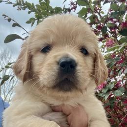 Purple - Golden female Golden Retriever puppy in Jesup, Georgia from Painted Platinum Retrievers (Painted Platinum Kennel) PPK