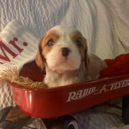 Cavalier King Charles Spaniel Puppies from SHANNON'S CAVALIERS