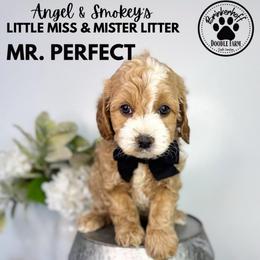 Boy 3 - Apricot male Goldendoodle puppy in Anderson, South Carolina from Brinkerhoff Doodle Farm