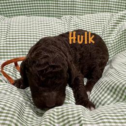 Hulk - Brown male Poodle puppy in Carrollton, Georgia from Dande Poodles, LLC