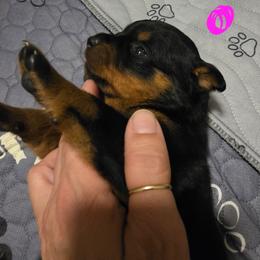 Pink, girl - Black and mahogany female Rottweiler puppy in Greenville, Georgia from Rottbies