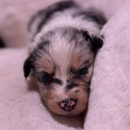Cosmo AKC - Blue merle male Australian Shepherd puppy in Orlando, Florida from Skaky Shepherds