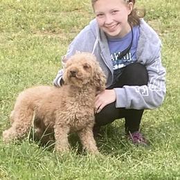 Raynee - Poodle