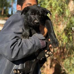Yellow Girl - Sable female German Shepherd puppy in Riverside, California from Von Der Sagobi