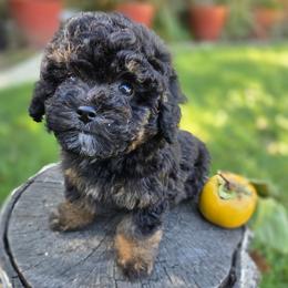 Shadow - Phantom male Poodle puppy in W Sacramento, California from BirchBark Poodles