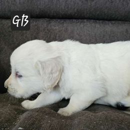 Boy 4 - Light golden Golden Retriever puppy in Stevens Point, Wisconsin from Doodles at Dewey Acres