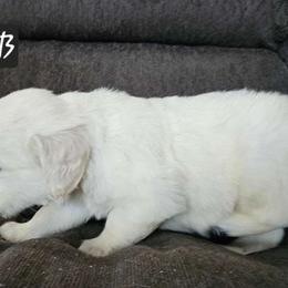Boy 4 - Light golden Golden Retriever puppy in Stevens Point, Wisconsin from Doodles at Dewey Acres