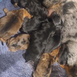 Boy 3 - Red male Dachshund puppy in Okeechobee, Florida from Far Far Away Dachshunds