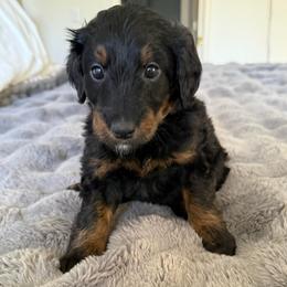 June - Phantom female Bernedoodle puppy in Tulsa, Oklahoma from Magnolia Blossom Bernedoodles