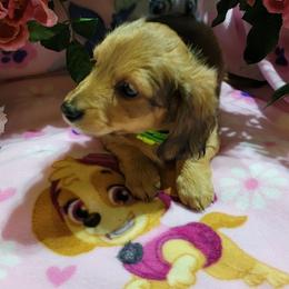 Dachshund Puppies from CLARK'S BREEDING PROGRAM