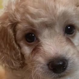 Cavapoos and Maltipoos from Cocka-Doodle-Poo