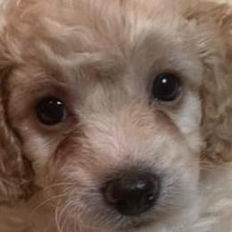 Cavapoos and Maltipoos from Cocka-Doodle-Poo