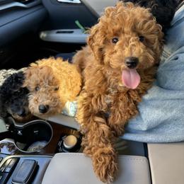 Poodle Puppies from Wanda Burton