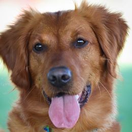 Gypsy - Golden Retriever