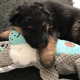 German Shepherd Puppies from Central Coast German Shepherds