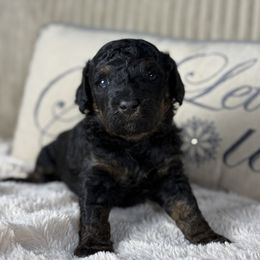 Fuchsia Collar "Midnight Mimosa" - Australian Labradoodle puppy from Providence Labradoodles, LLC