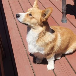 Pembroke Welsh Corgi Puppies from Avalon Farms Pembroke Welsh Corgis