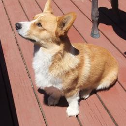 Pembroke Welsh Corgi Puppies from Avalon Farms Pembroke Welsh Corgis