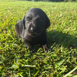 Liko - Black female Labrador Retriever puppy in Carriere, Mississippi from Cajun Water Retrievers