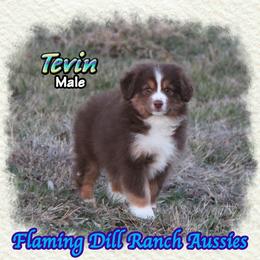 Tevin - Red tri male Toy Australian Shepherd puppy in Forestburg, Texas from Flaming Dill Ranch Aussies