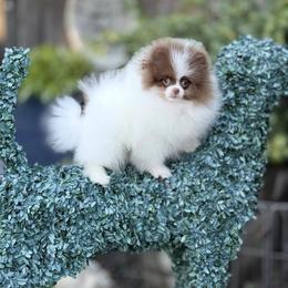 Chimp - Tri-colored male Pomeranian puppy in Stockton, California from Pommiepalace
