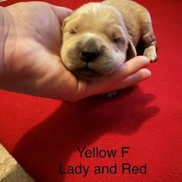 Girl 3 - Golden female Golden Retriever puppy in Grant, Michigan from Precious Kennel Retrievers