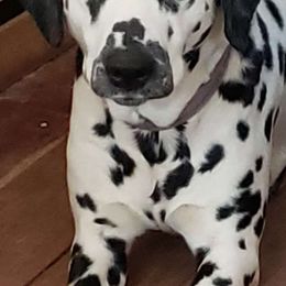 Dalmatians from Roxy's Dalmatians