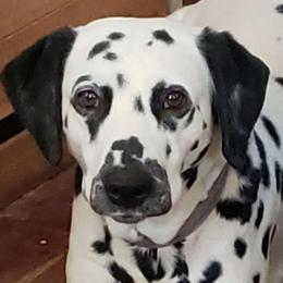 Dalmatians from Roxy's Dalmatians
