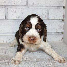 Boy 6 - English Springer Spaniel puppy in Swainsboro, Georgia from Sweet Georgia Springers