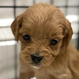 Ava - Red  female Goldendoodle puppy in Ambrose, Georgia from Brandilyn's Aussies