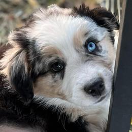Lucy - Red merle female Australian Shepherd puppy in Lebanon, Oregon from Mount Hope Aussies