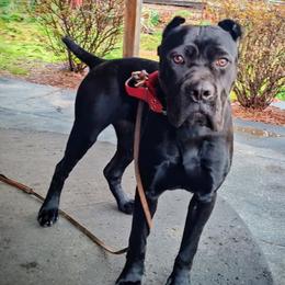 Cane Corso and German Shepherd Puppies from Von Marker Spiel Kennels
