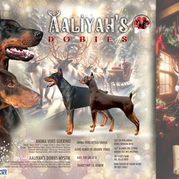Doberman Pinscher puppies from Aaliyah’s Dobies