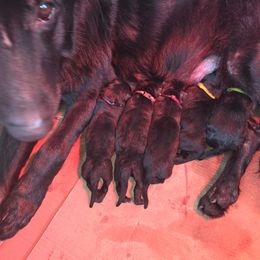 Pink - Black female German Shepherd puppy in Roy, Washington from Diwaids Working German Shepherd Dogs