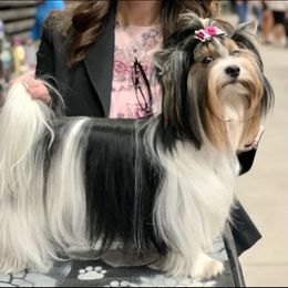 Biewer Terrier Puppies from Bouquet Biewers