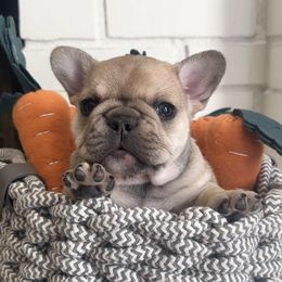 French Bulldog Puppies from The Midwest Frenchies