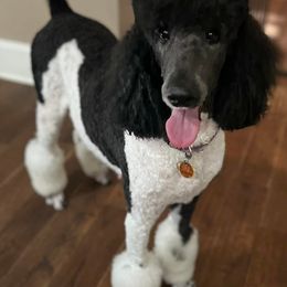 Poodles from Rosie Ridge Poodles