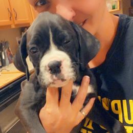 Boxer Puppies from Sand Creek Boxer Kennel