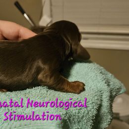 Dachshund Puppies from Dachshund and Co.