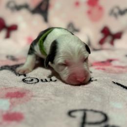 COOKIE - Gray and white female Sheepadoodle puppy in Riverside, California from Downtown Doodles & Frenchies