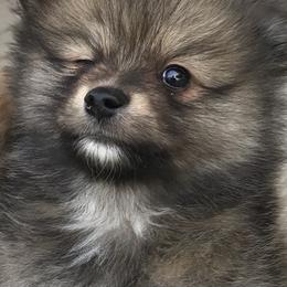 Pomeranian Puppies from Regal Poms