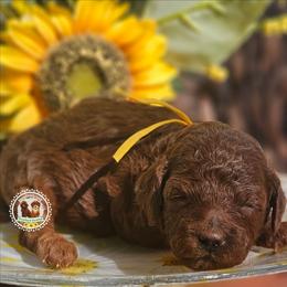 Cosmopolitan - Red  female Poodle puppy in Salem, Missouri from Meadowbrook Poodles